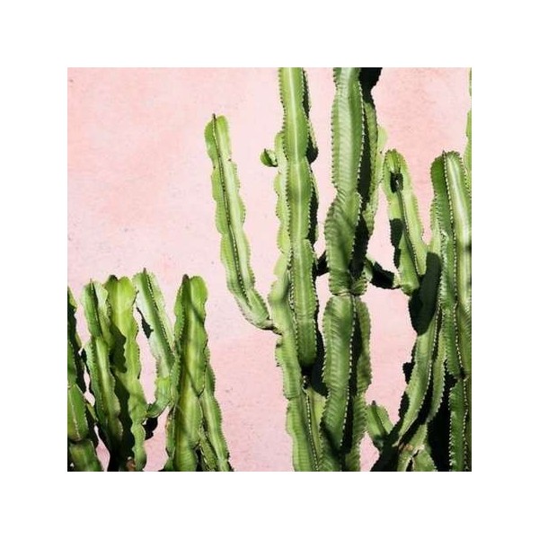 Parfum d'Ambiance Cactus Oasis