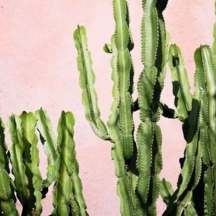 Recharge diffuseur de parfum Cactus Oasis 2